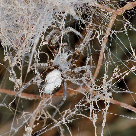Stegodyphus lineatus