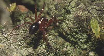 Enidia bituberculata
