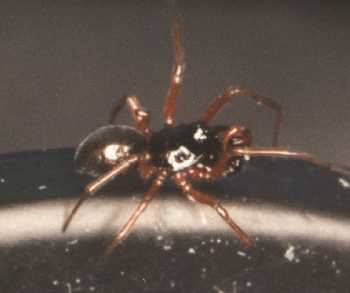 Erigone arctica