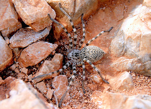 Eusparassus walckenaeri