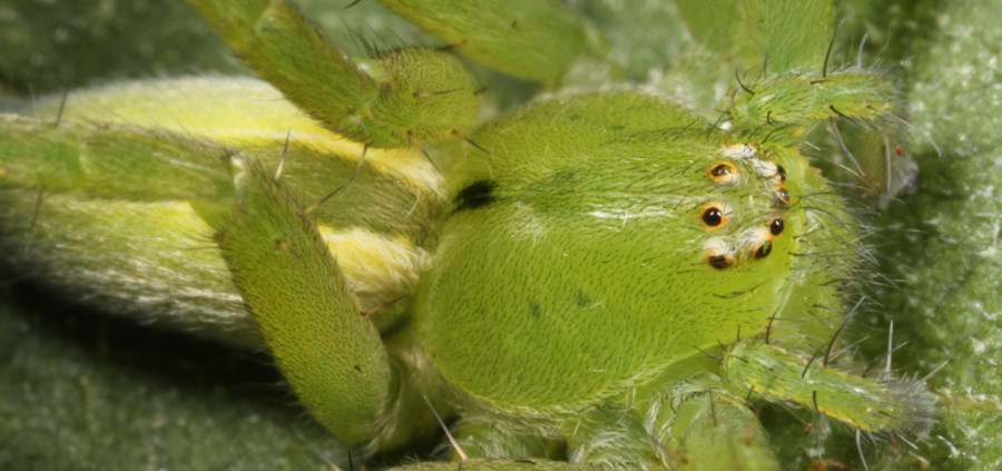 Micrommata virescens vrouw