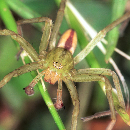 Micrommata virescens man