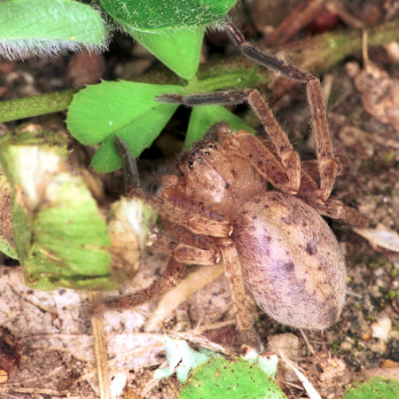 Olios sp.