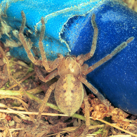 Olios sp.