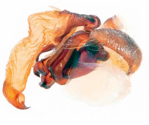 Left pedipalp of Backobourkia heroine