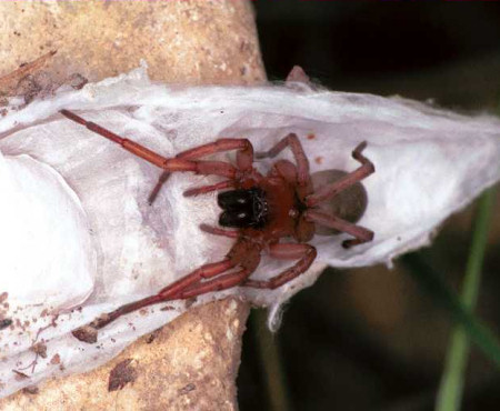 Drassodes lapidosus