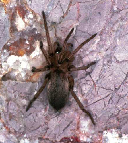 Drassodes lapidosus