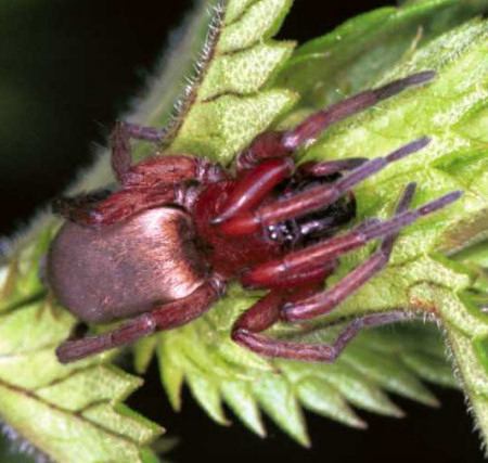 Drassodes lapidosus