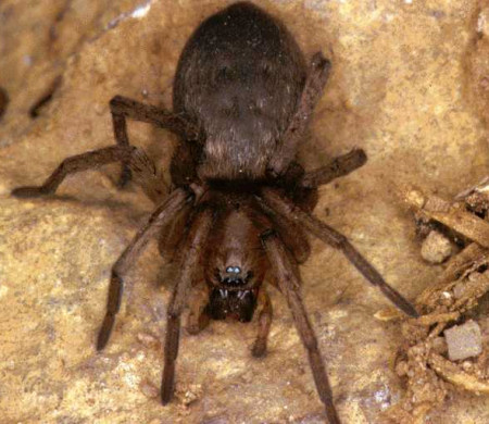 Drassodes lapidosus