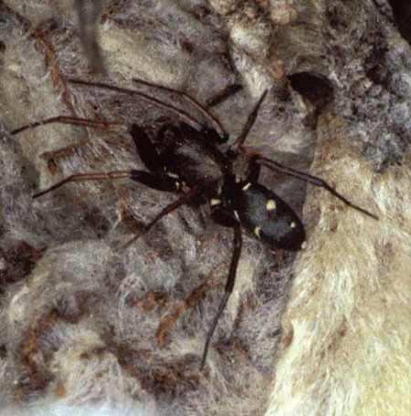 Micaria coarctata??? 