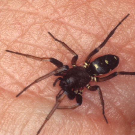 Micaria coarctata??? 