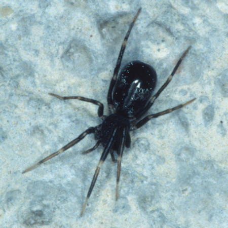 Micaria ZZ459