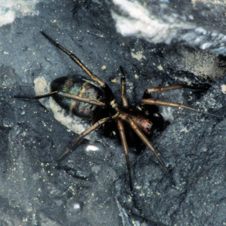 Micaria albovittata 