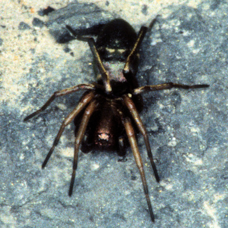 Micaria albovittata 