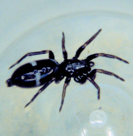 Micaria pulicaria