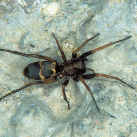 Micaria romana