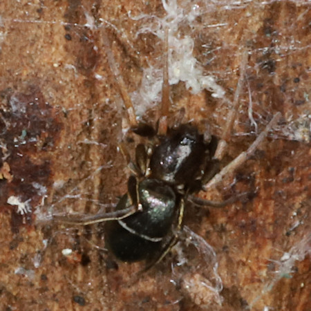 Micaria subopaca