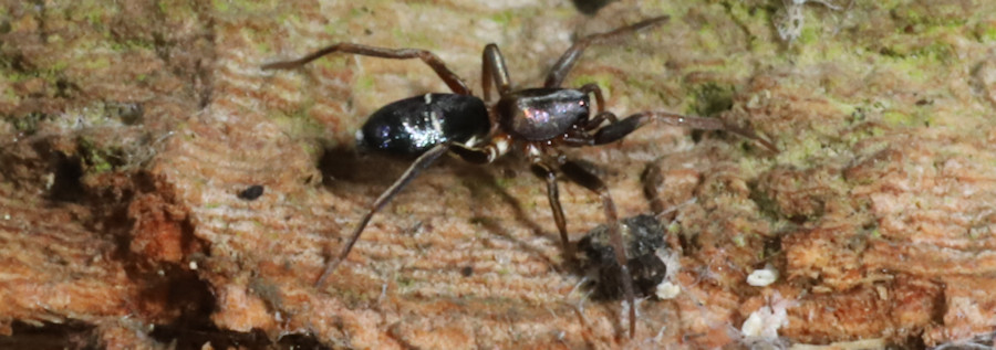 Micaria subopaca