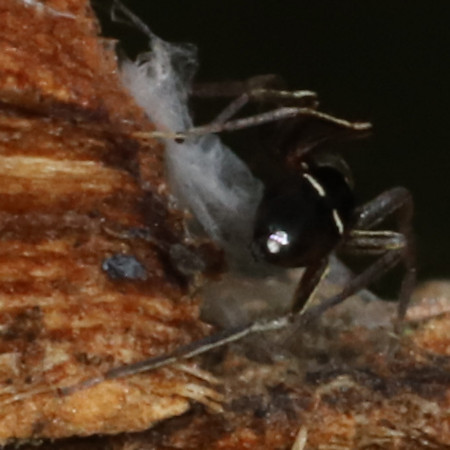 Micaria subopaca