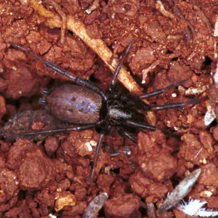 Nomisia aussereri