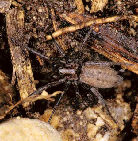 Nomisia aussereri