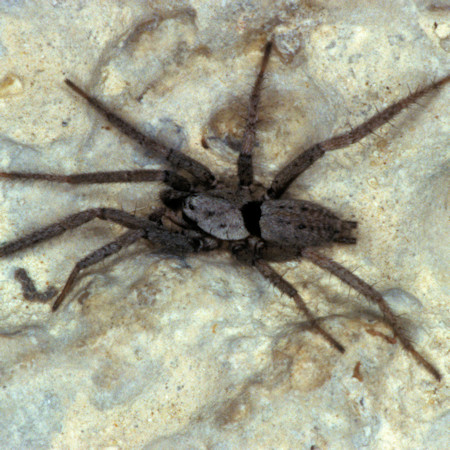 Nomisia aussereri