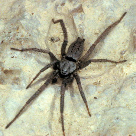 Nomisia aussereri