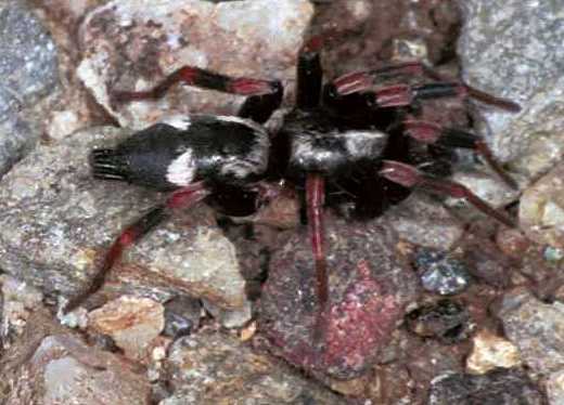 Poecilochroa conspicua