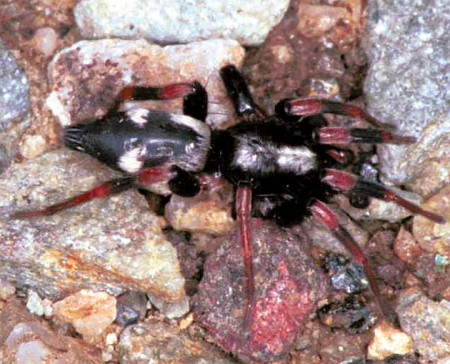 Poecilochroa conspicua