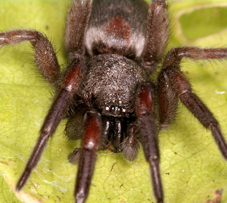 Scotophaeus blackwalli