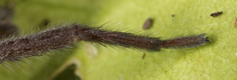 Scotophaeus blackwalli