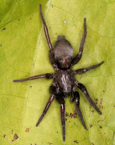 Scotophaeus blackwalli