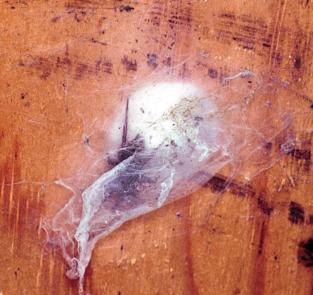 Scotophaeus blackwalli
