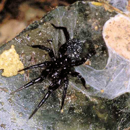 Zelotes latreillei