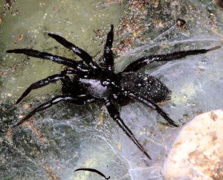 Zelotes latreillei