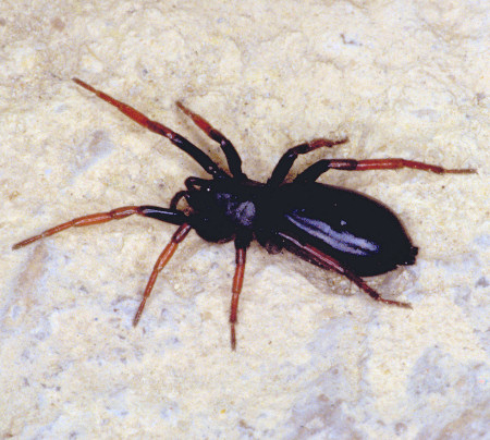 Zelotus pedestris