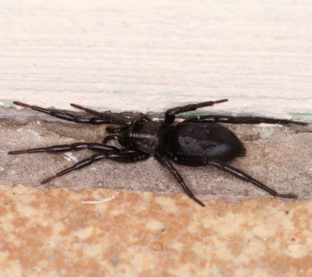 Zelotes praeficus