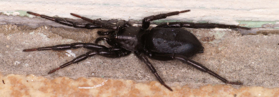 Zelotes praeficus