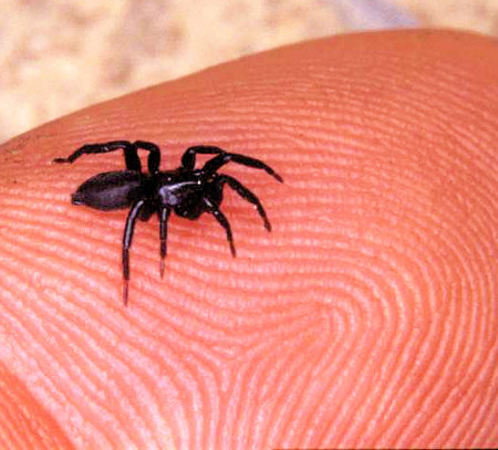 Zelotes praeficus