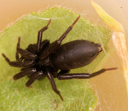 Zelotes pusillus