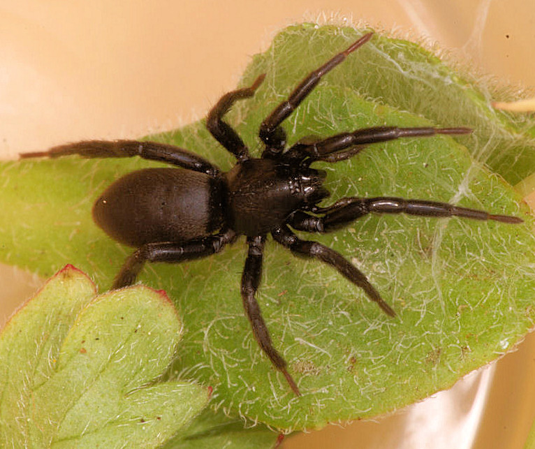 Zelotes pusillus