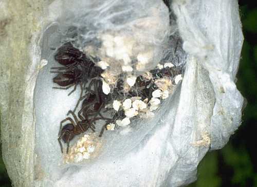 Gnaphosidae youngsters