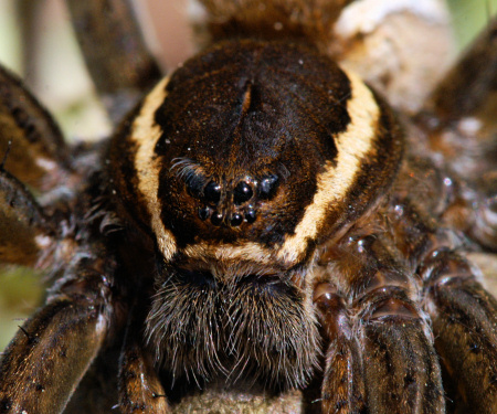 Dolomedes_fimbriatus