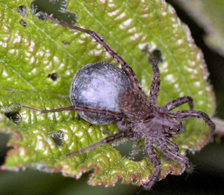 Pardosa amentata