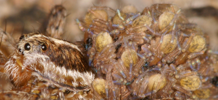 Spiders youngsters on mothers back
