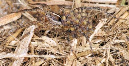 Pardosa lugubris