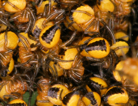 Spider youngsters