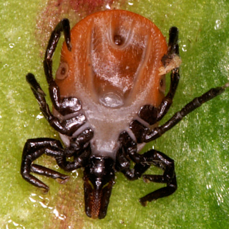 Ixodes ricinus 