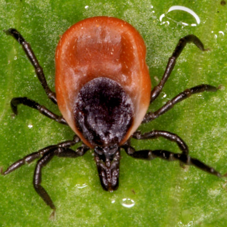 Ixodes ricinus 