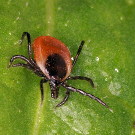 Ixodes ricinus 